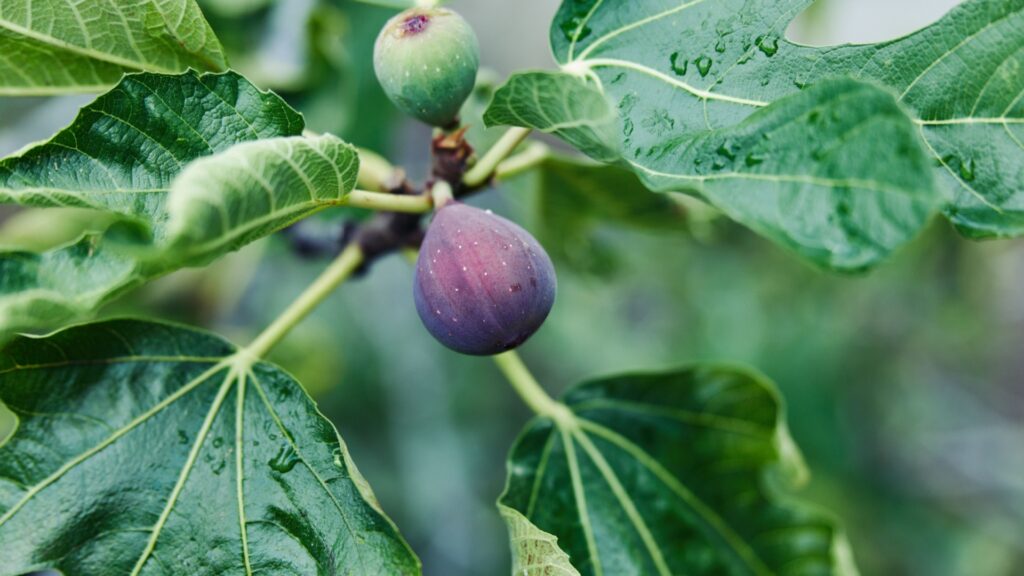 fig tree leaves and fruits