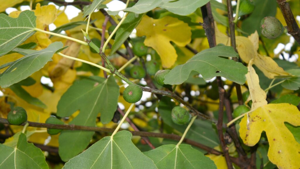 fig tree yellowing