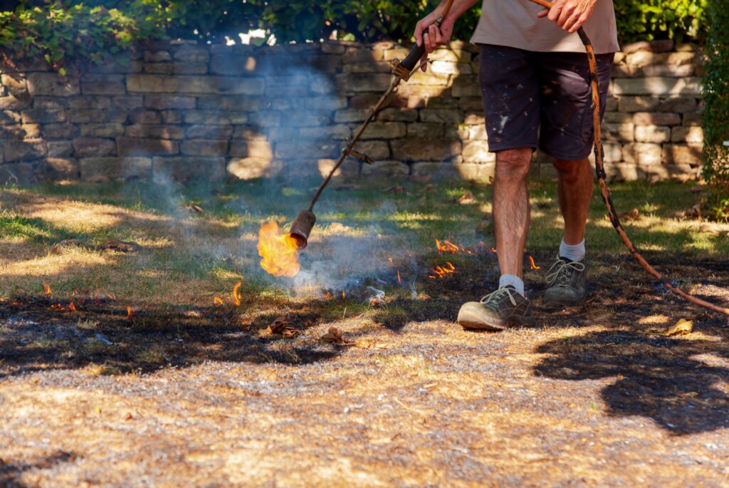 flame weeding