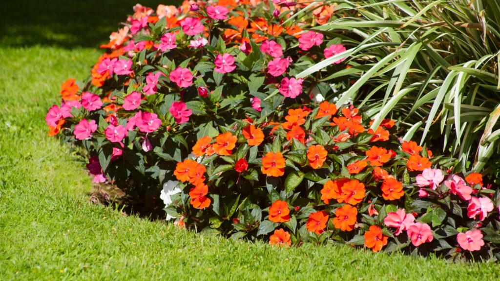 flower bed