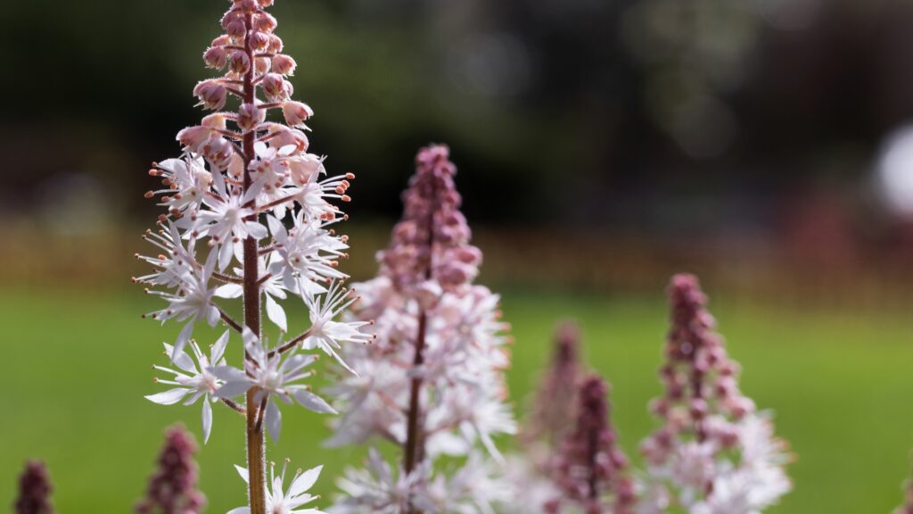 foamflower