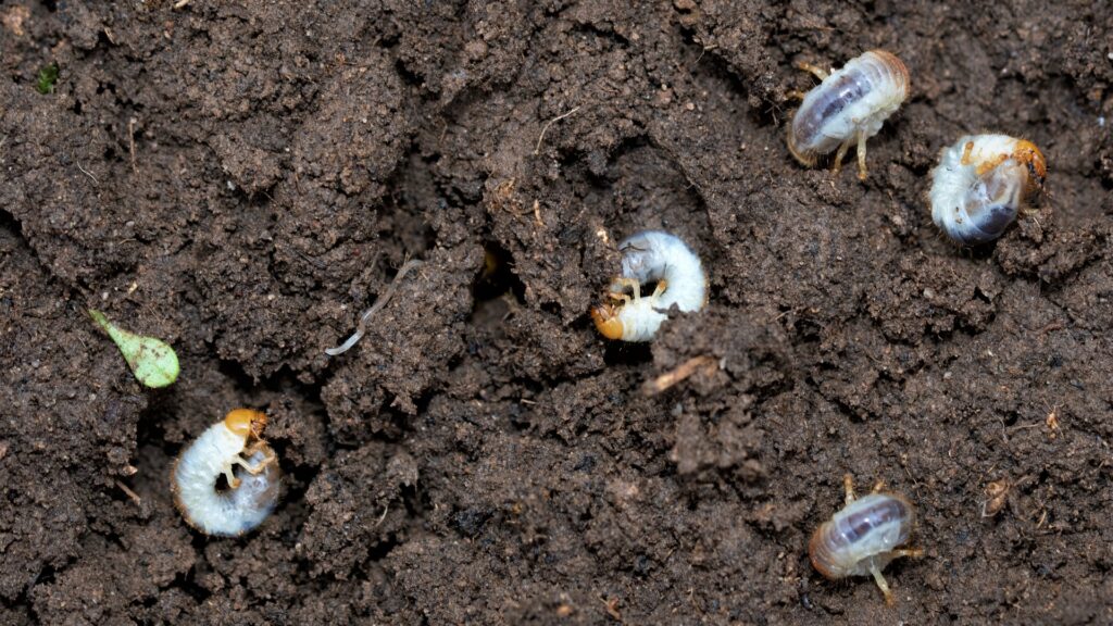 grubs in soil