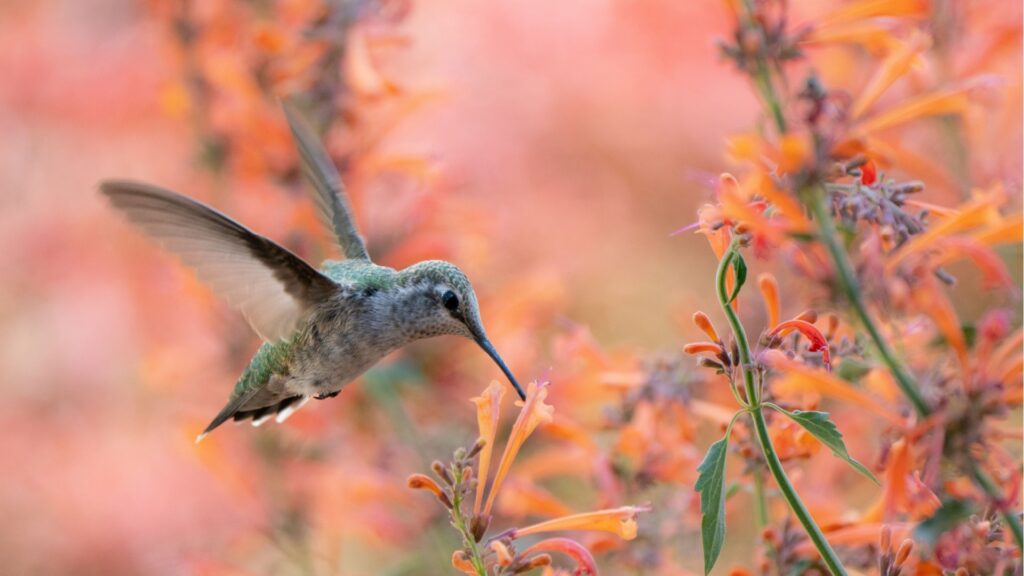 hummingbird feeding on a Hummingbird Mint