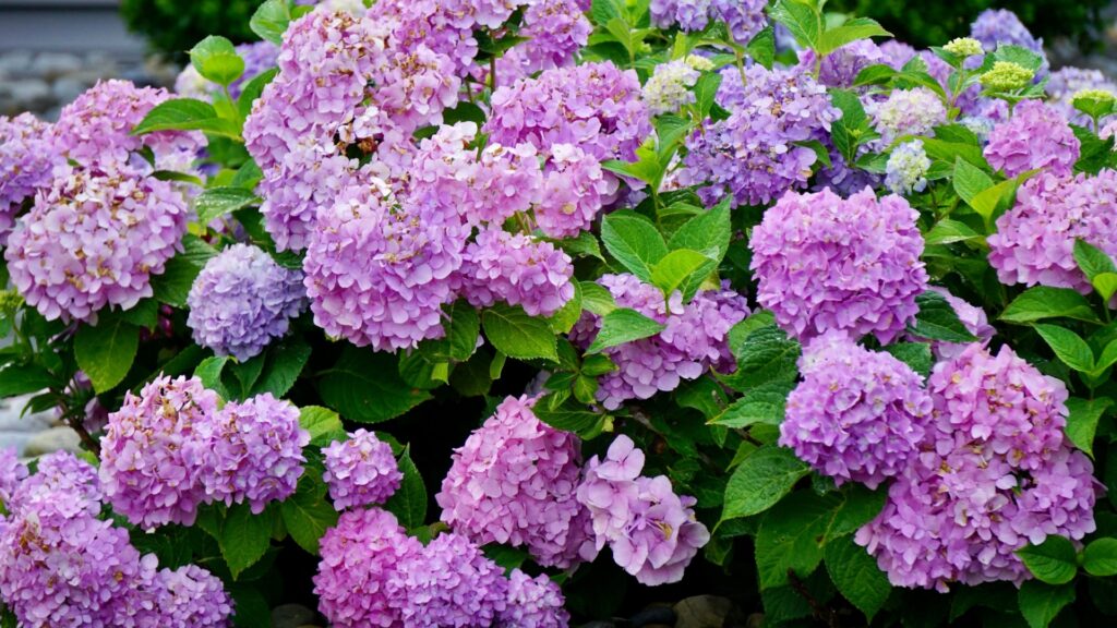 purple hydrangea shrub in bloom