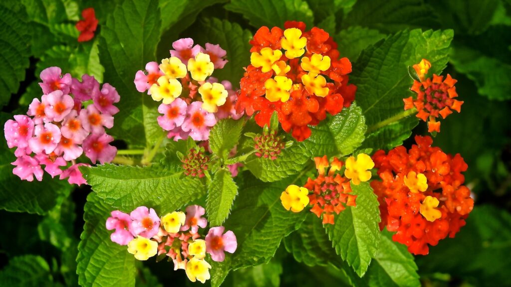 lantana flowers