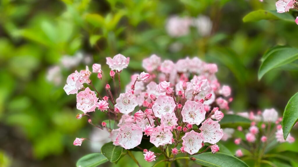 laurel shrub