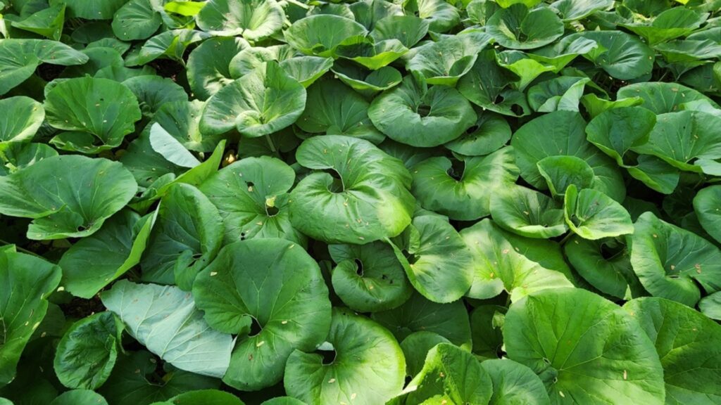 leopard plant