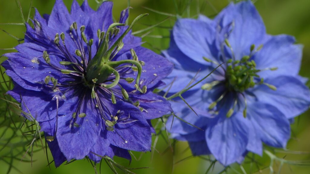 nigella plant blue flowers