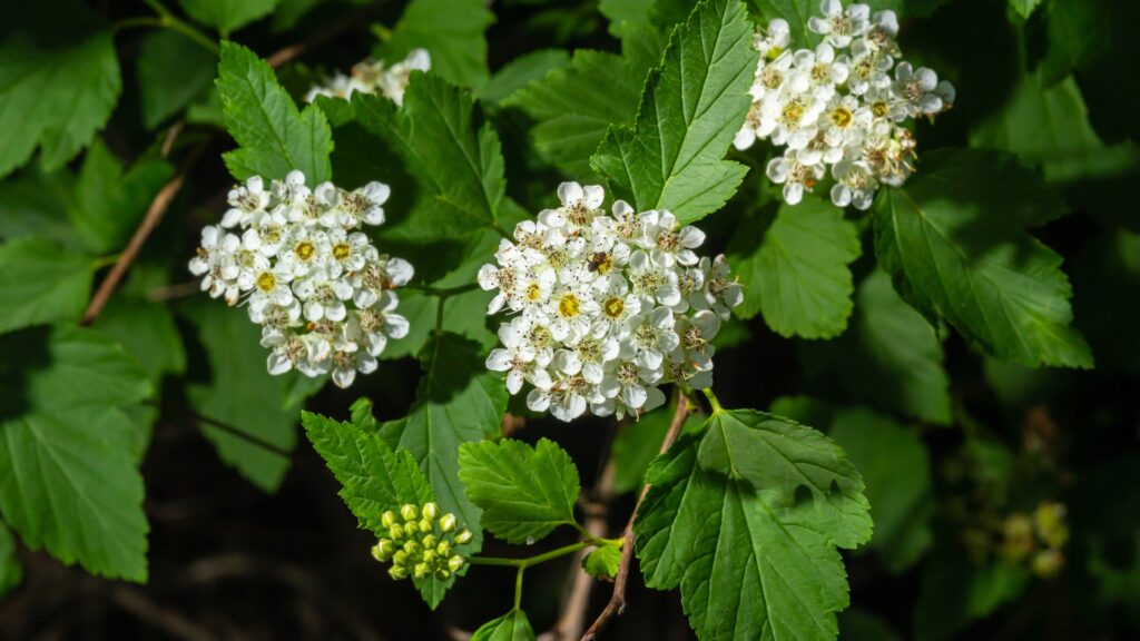 ninebark
