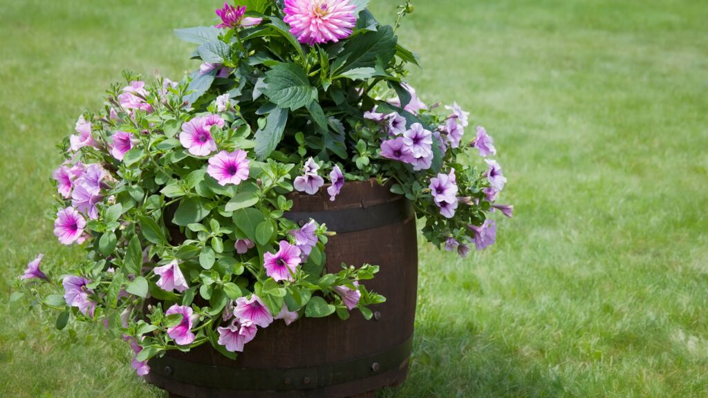 old barrel as planter for flowers