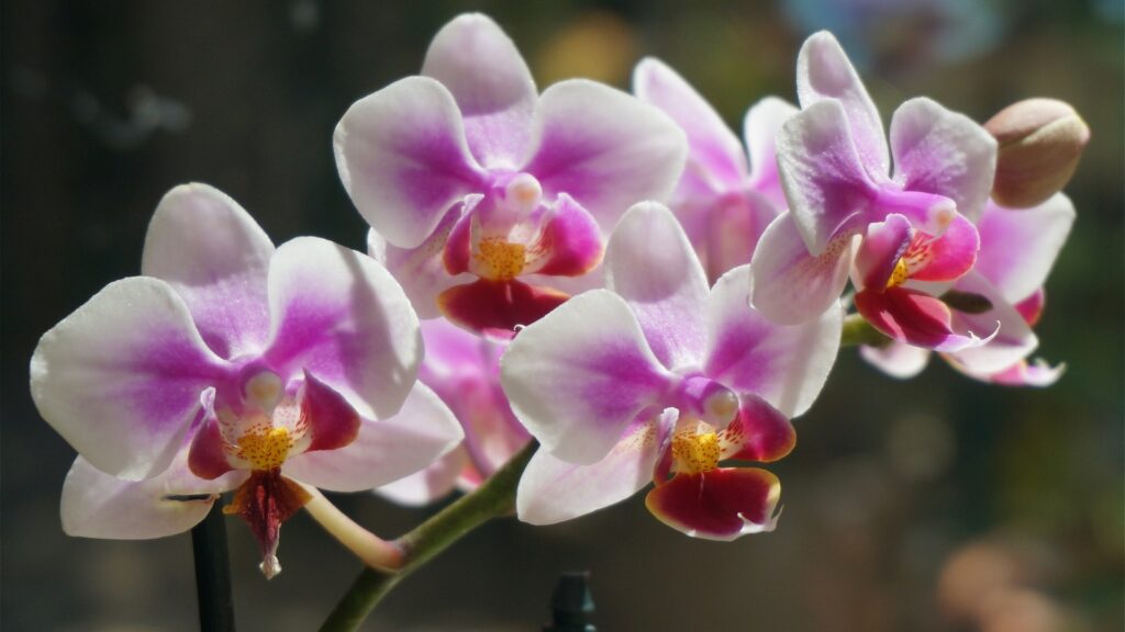 orchid plant flowers