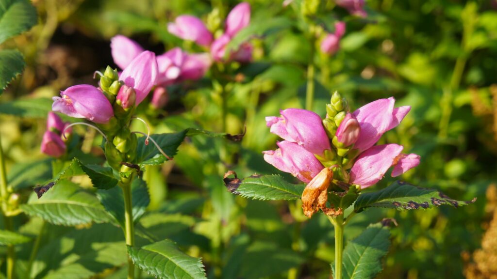pink turtlehead