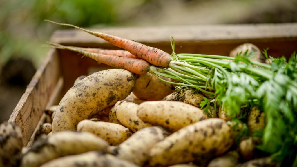 potatoes and carrots