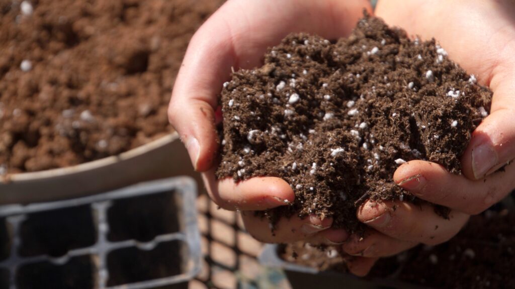 gardener holds a handful of potting soil
