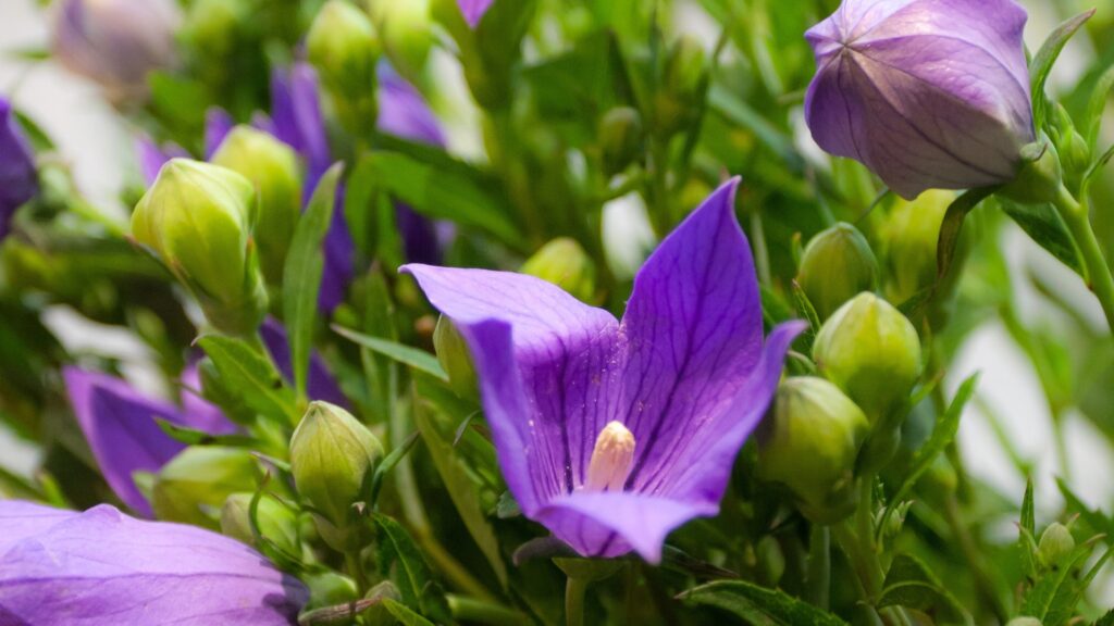 purple balloon flower