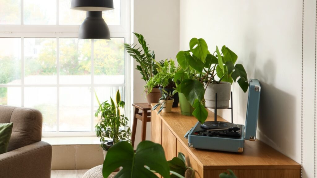 record player and houseplants