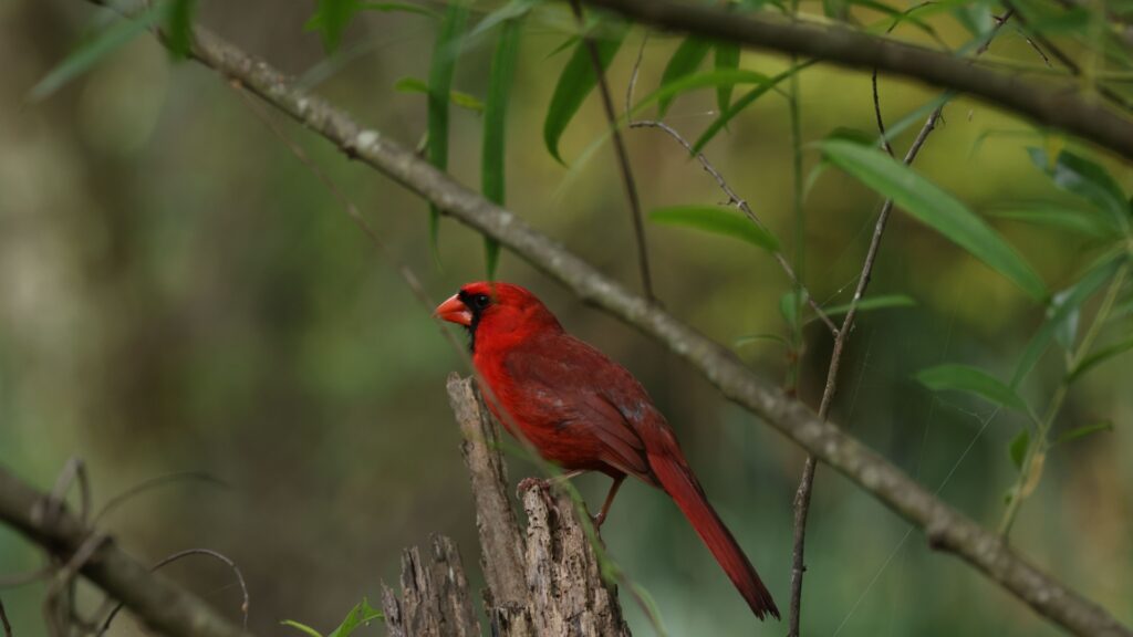 red cardinal bird