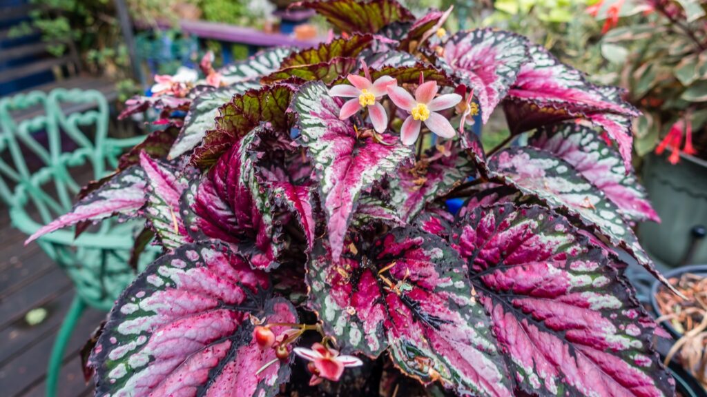 rex begonia purple foliage