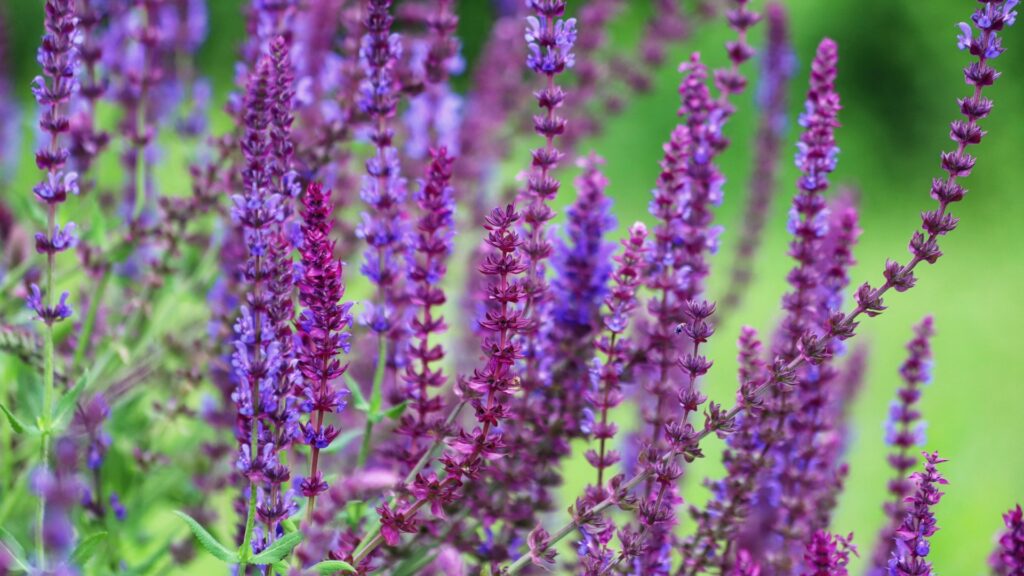 salvia