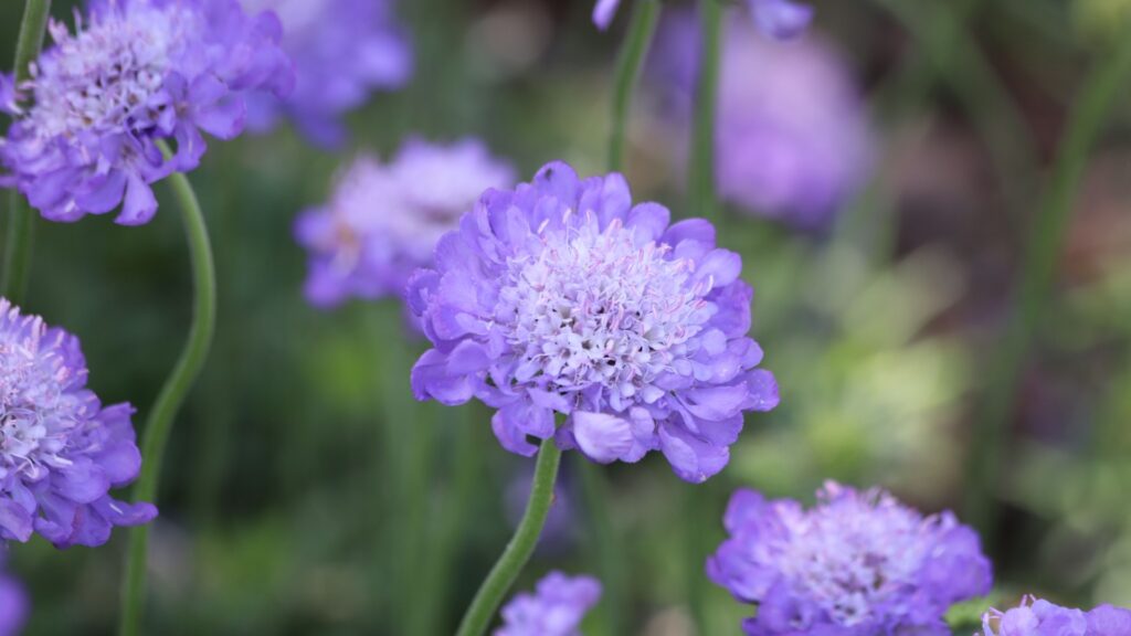 purple scabiosa flower