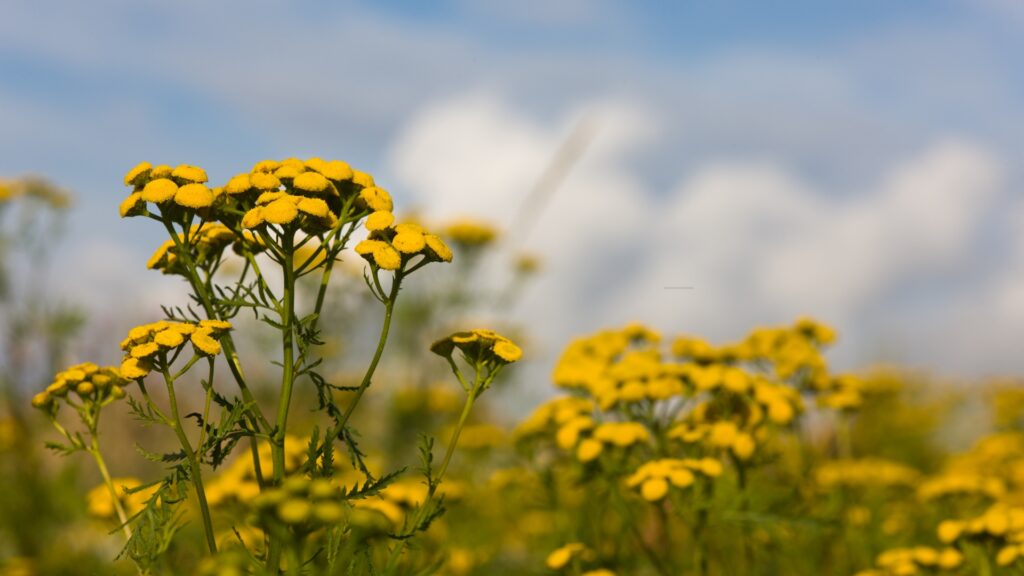 yellow flower cluster of a tansy plant