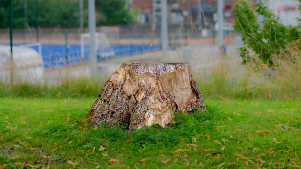 tree stump