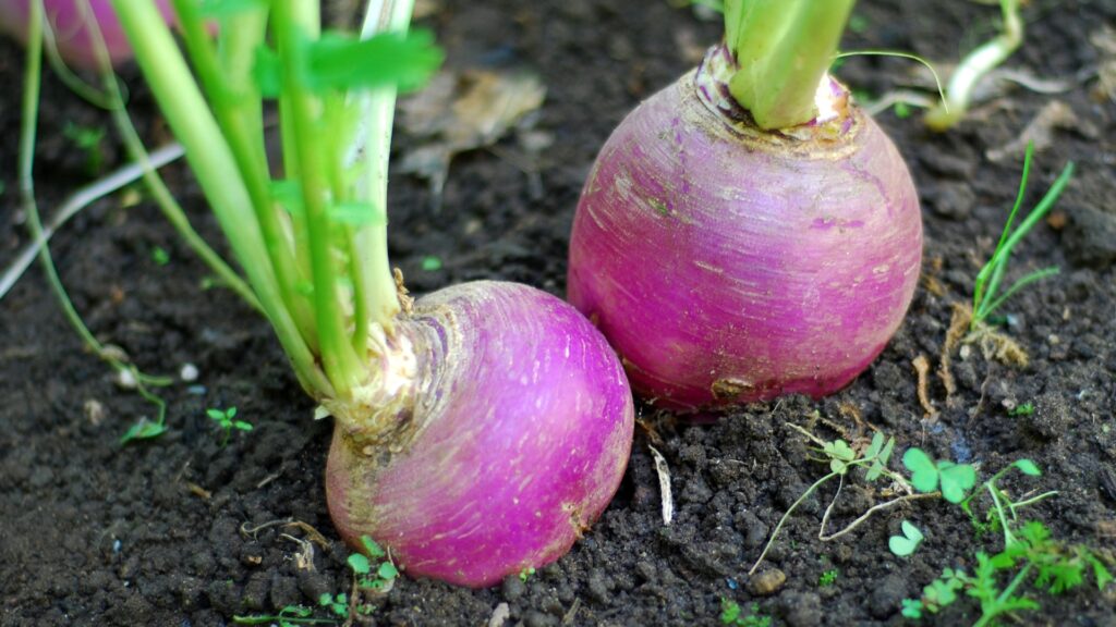 turnip plant