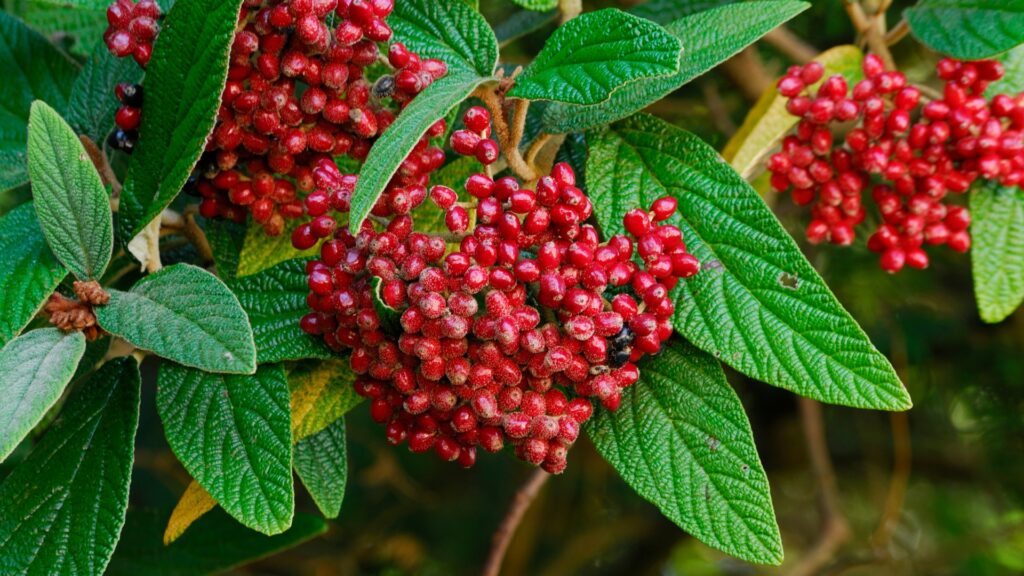 viburnum