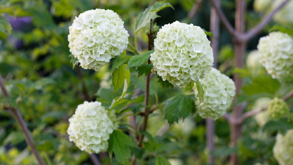 viburnum blooms