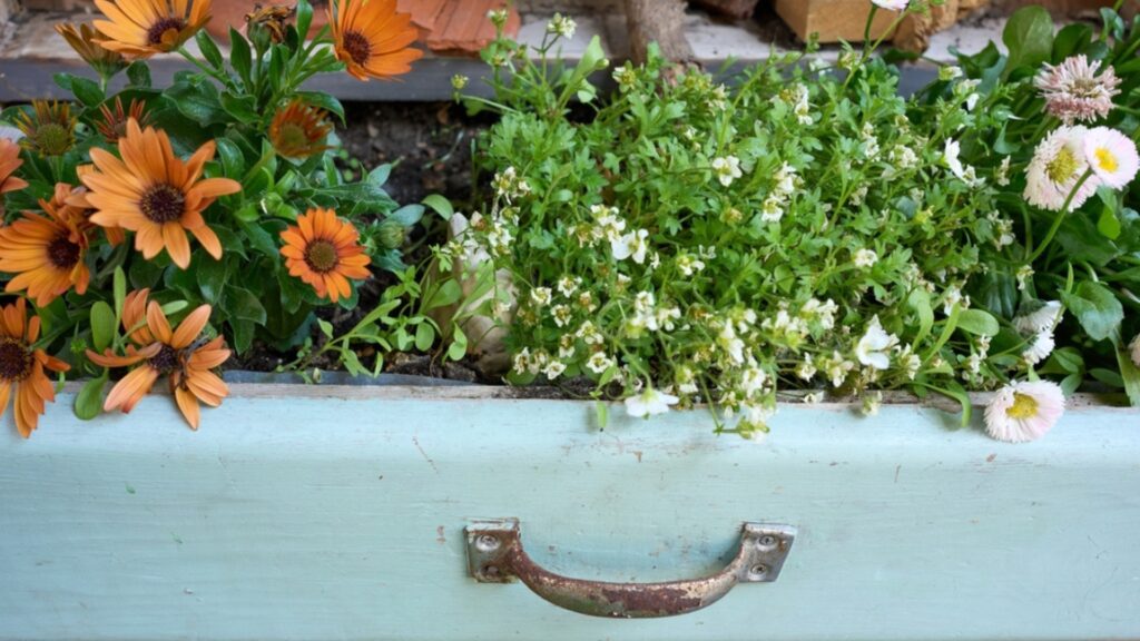 vintage drawer as planter