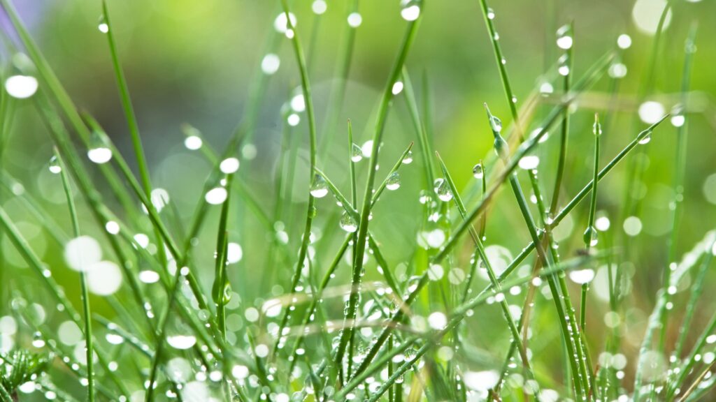 water drops on grass blades