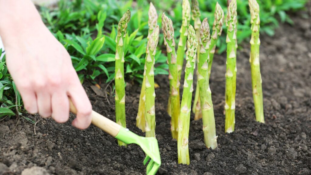 woman's hand raking around asparagus plant