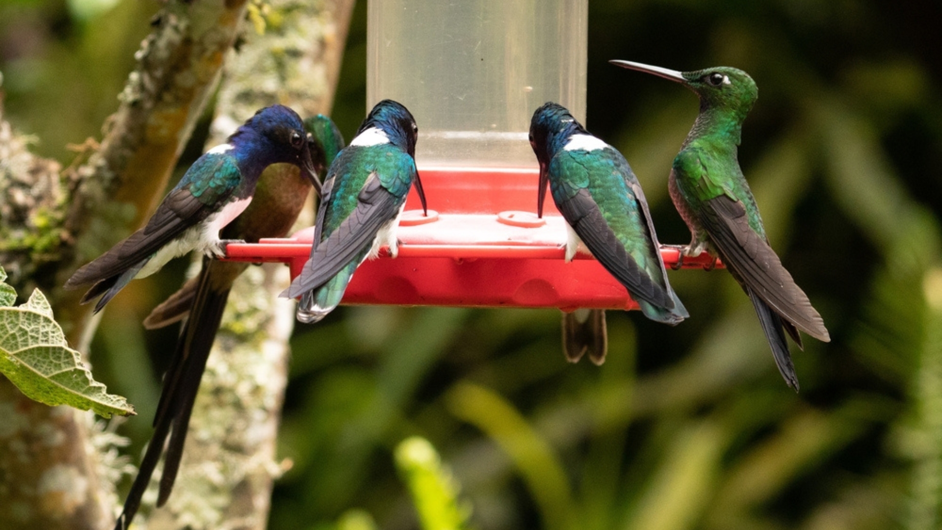 10 Alternatives To Sugar Water That Will Attract Hummingbirds (And 5 Things You Should Never Use)