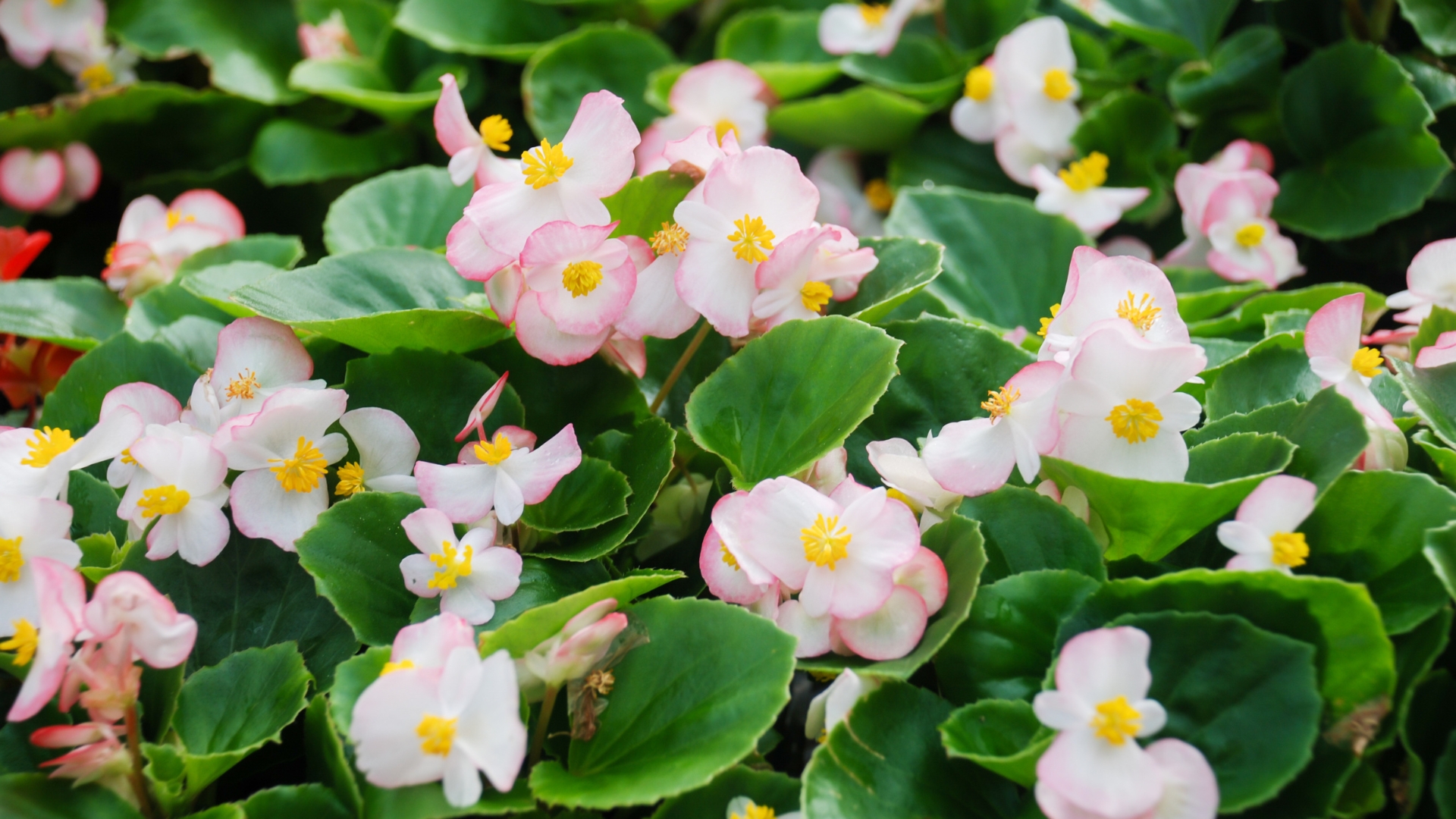 10 Begonias Known To Be Invasive (Plus Others That Brighten Your Garden Without Risk)