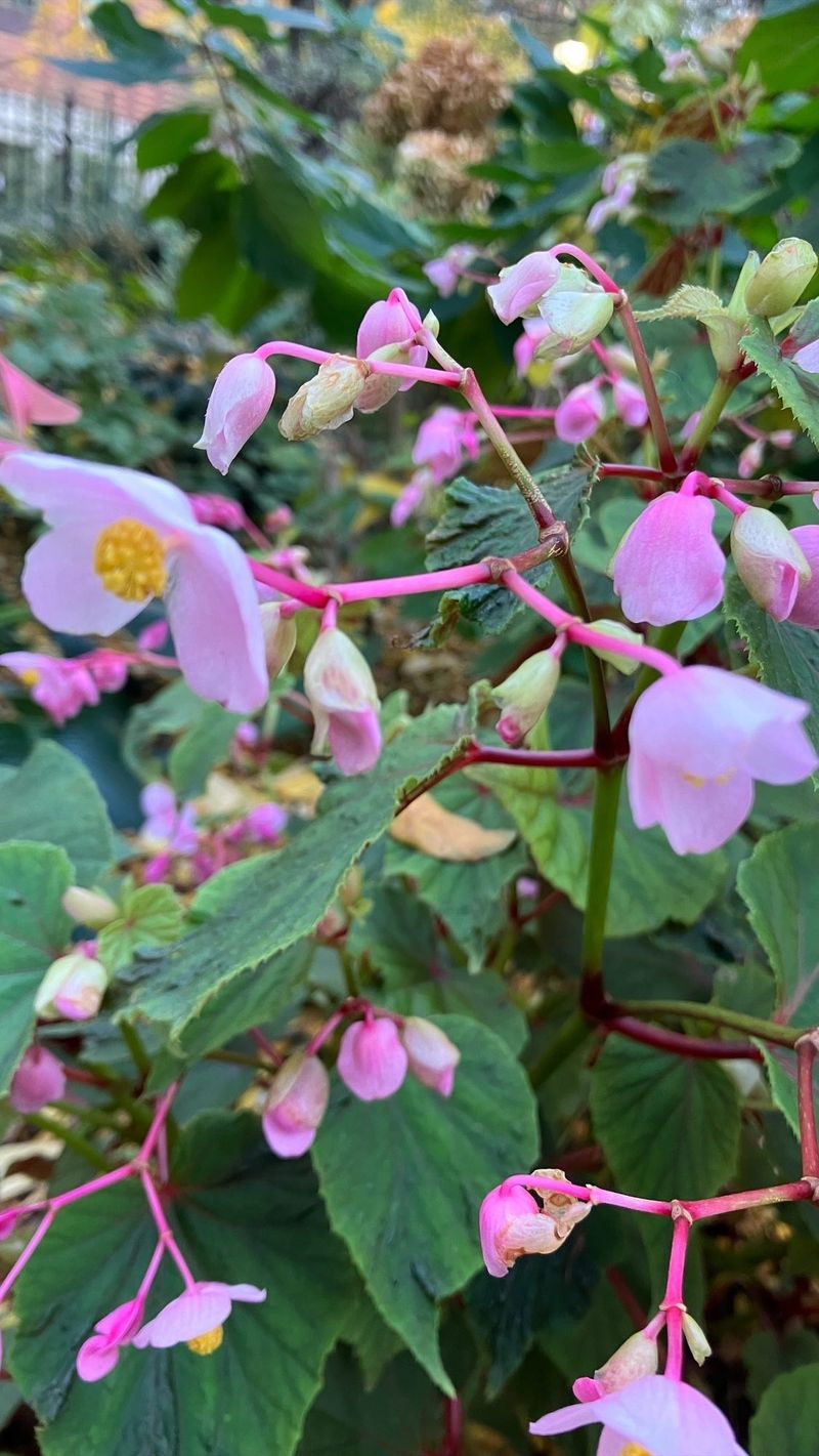 Begonia grandis