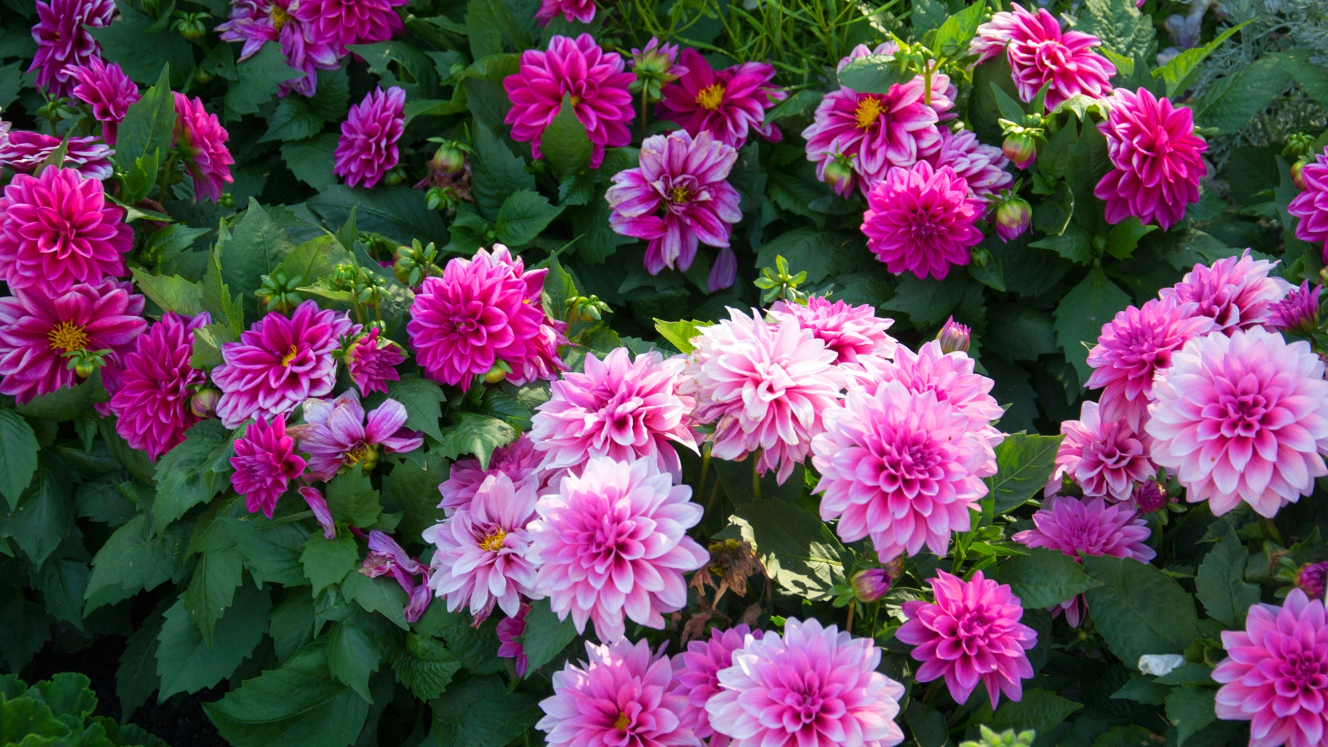 Dahlias