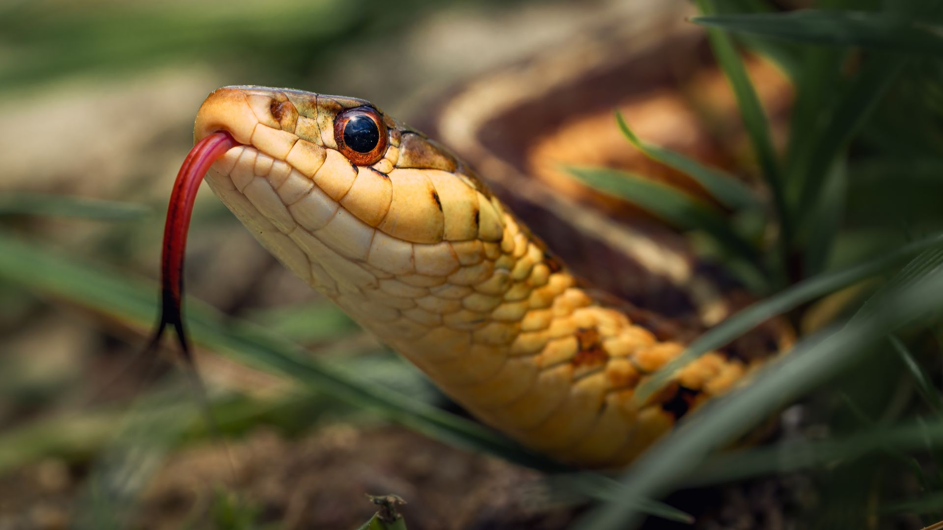 10 Early Warning Signs Of Snakes In Your Yard (And 8 Plants That Help Keep Them Away)