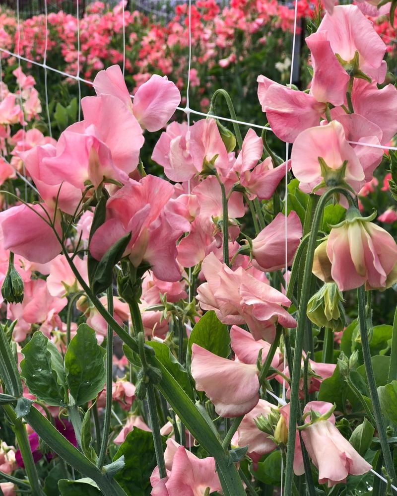 Sweet Peas