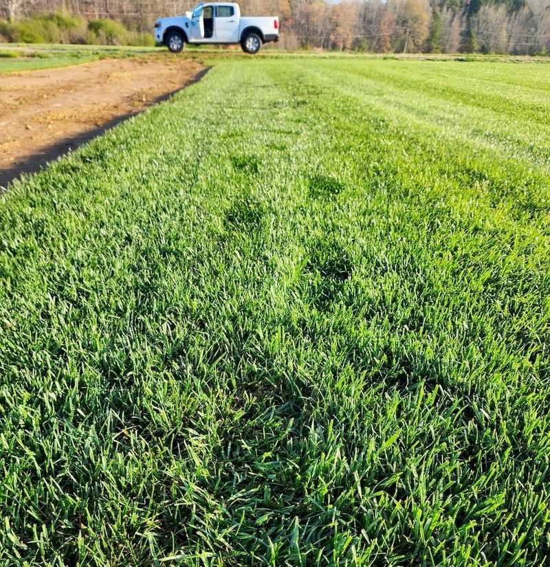 Proper Mowing Height