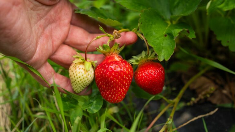 10 Facts Everyone Should Know About Growing The Sweetest Strawberries
