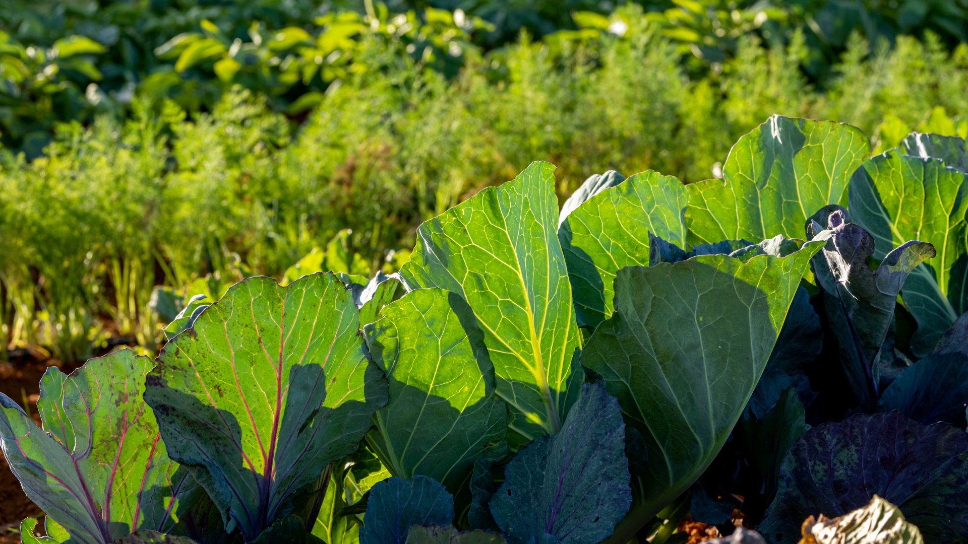 10 Fast Growing Leafy Greens You Can Harvest In Just Days (Plus A Few That Grow Even Quicker)
