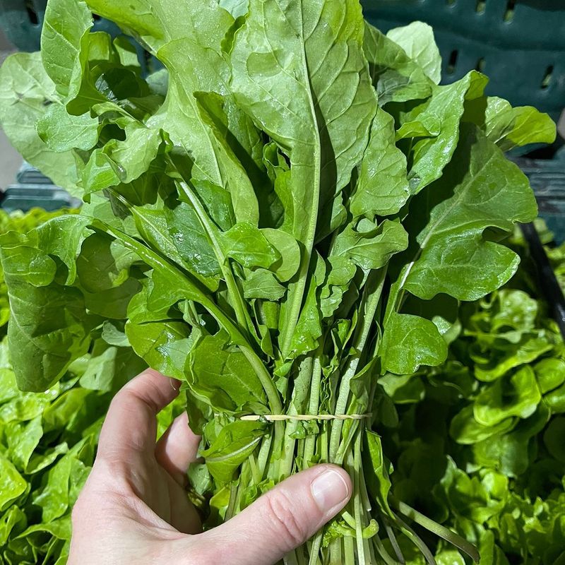Arugula