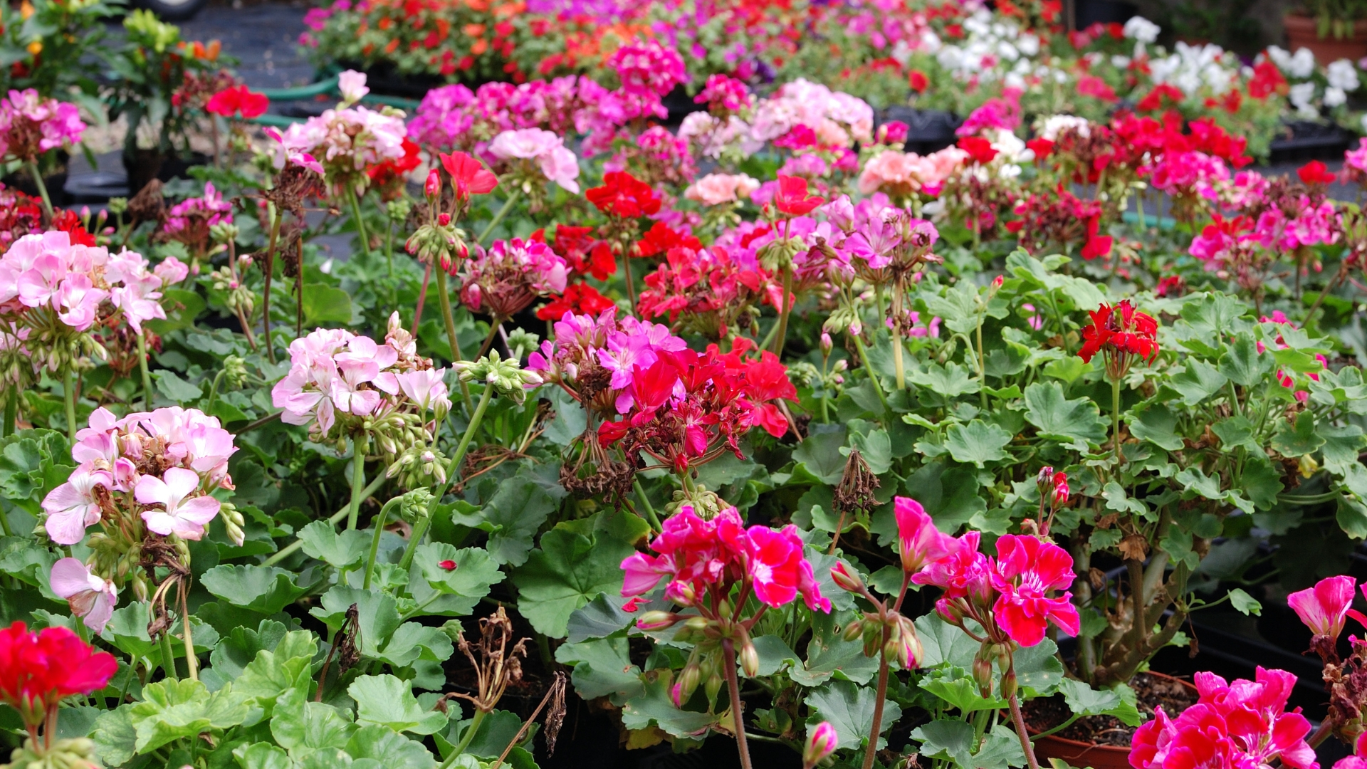 Geraniums