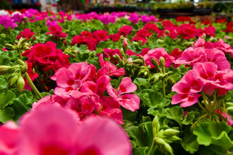 Geraniums