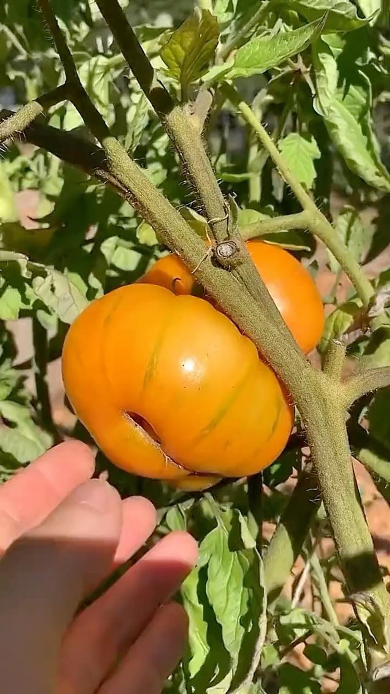 Tomatoes