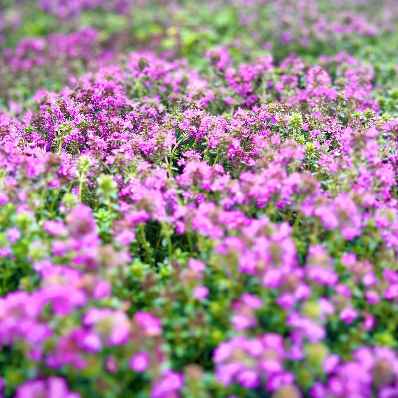Creeping Thyme: Nature's Living Carpet