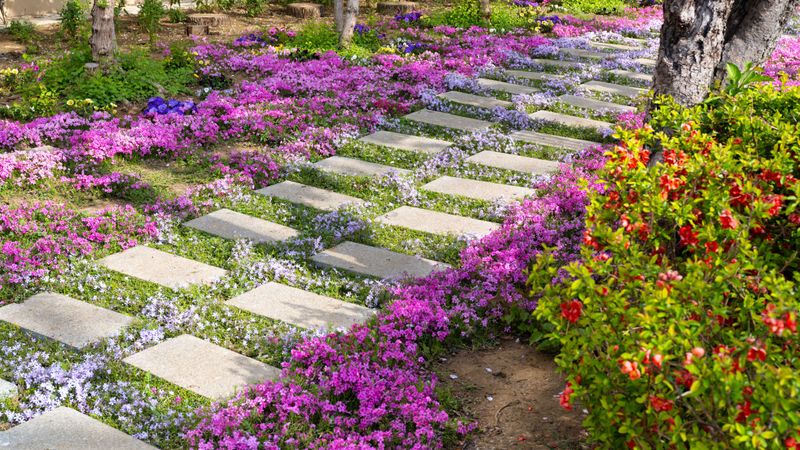 Creeping Thyme