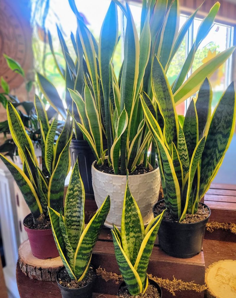 Snake Plant: The Bedroom Defender