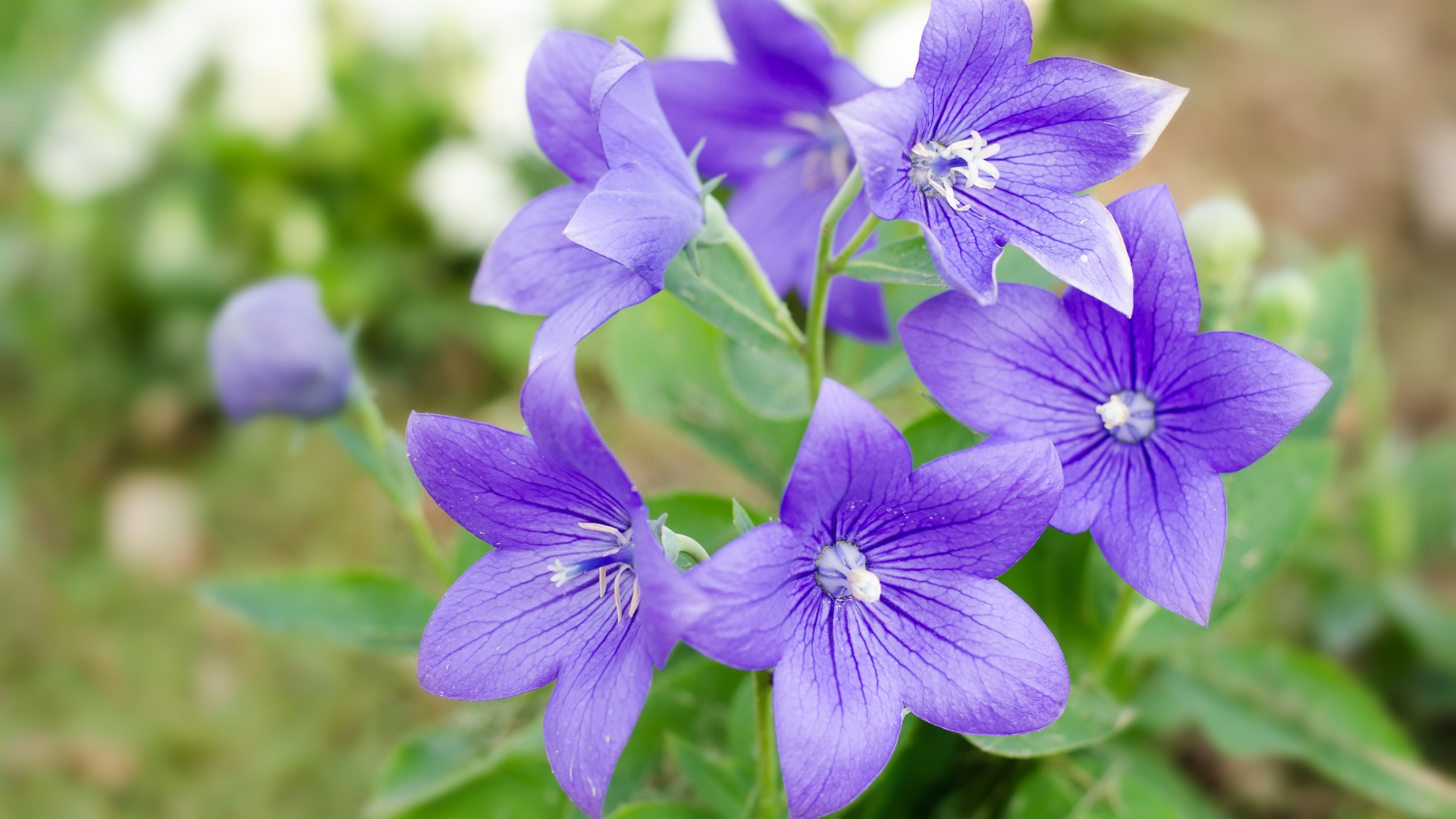 Balloon Flower