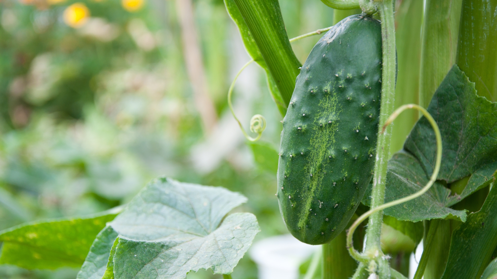 Cucumbers